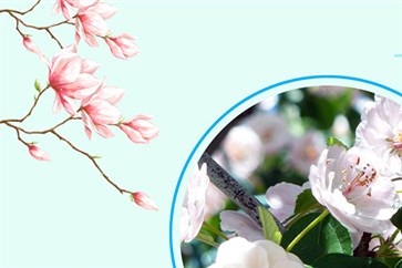 注冊(cè)會(huì)計(jì)師報(bào)名條件是什么,？接下來(lái)的幾個(gè)月如何復(fù)習(xí)？